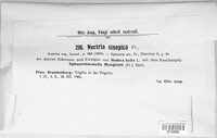 Thyronectria sinopica image